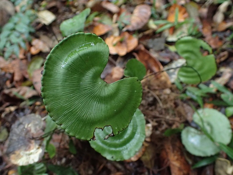 Adiantum reniforme photo 2