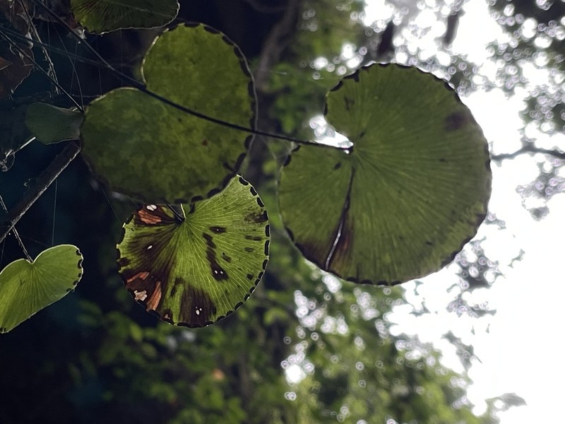 Adiantum reniforme photo 4