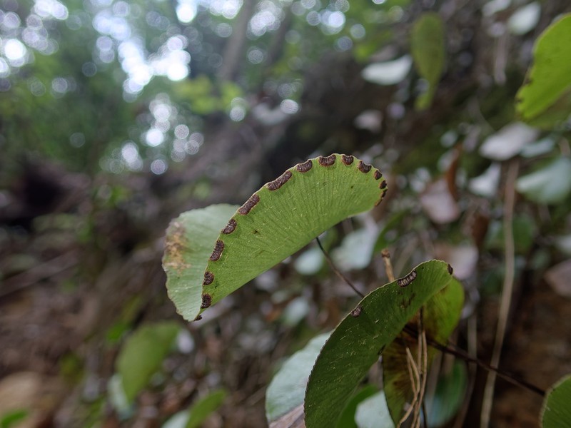 Adiantum reniforme photo 5