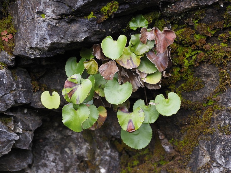 Adiantum reniforme photo 6