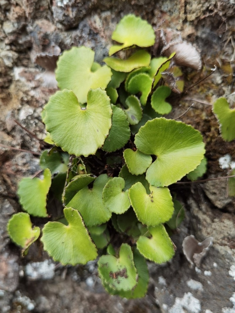 Adiantum reniforme photo 7