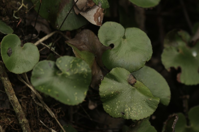 Adiantum reniforme photo 8