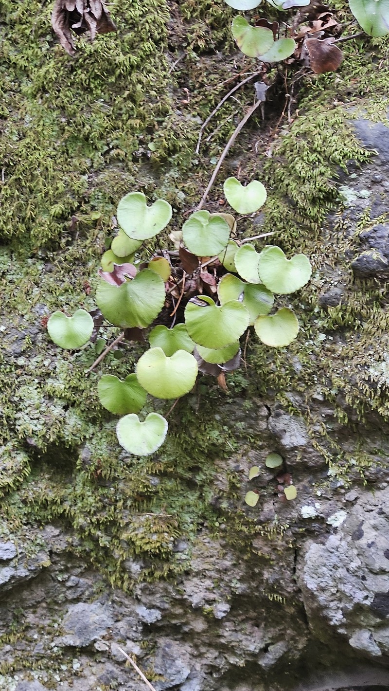 Adiantum reniforme subsp. pusillum