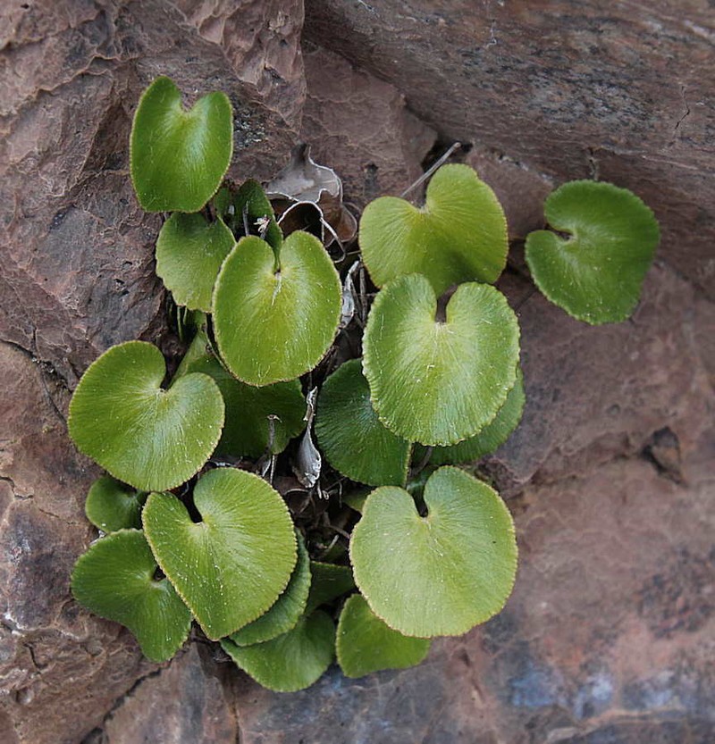 Adiantum reniforme subsp. pusillum photo 2