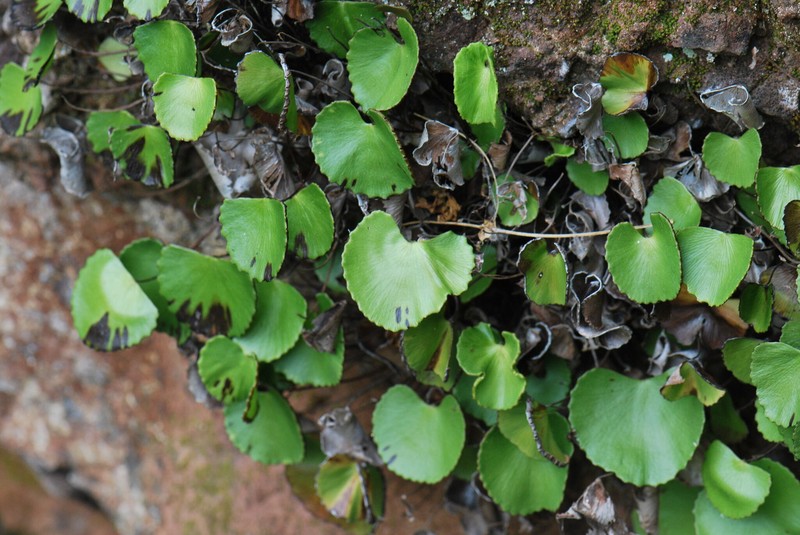 Adiantum reniforme subsp. pusillum photo 3