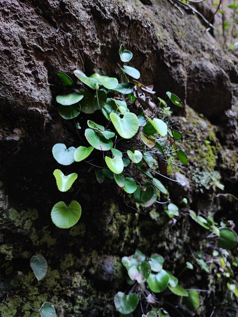 Adiantum reniforme subsp. reniforme