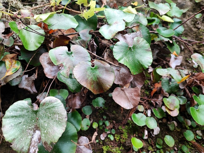 Adiantum reniforme subsp. reniforme photo 2
