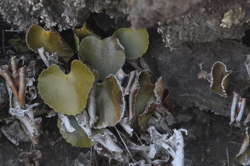Adiantum reniforme subsp. reniforme photo 3