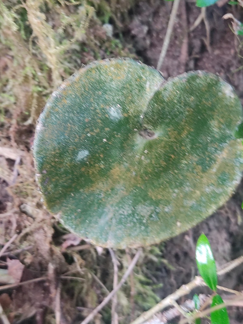 Adiantum reniforme var. asarifolium