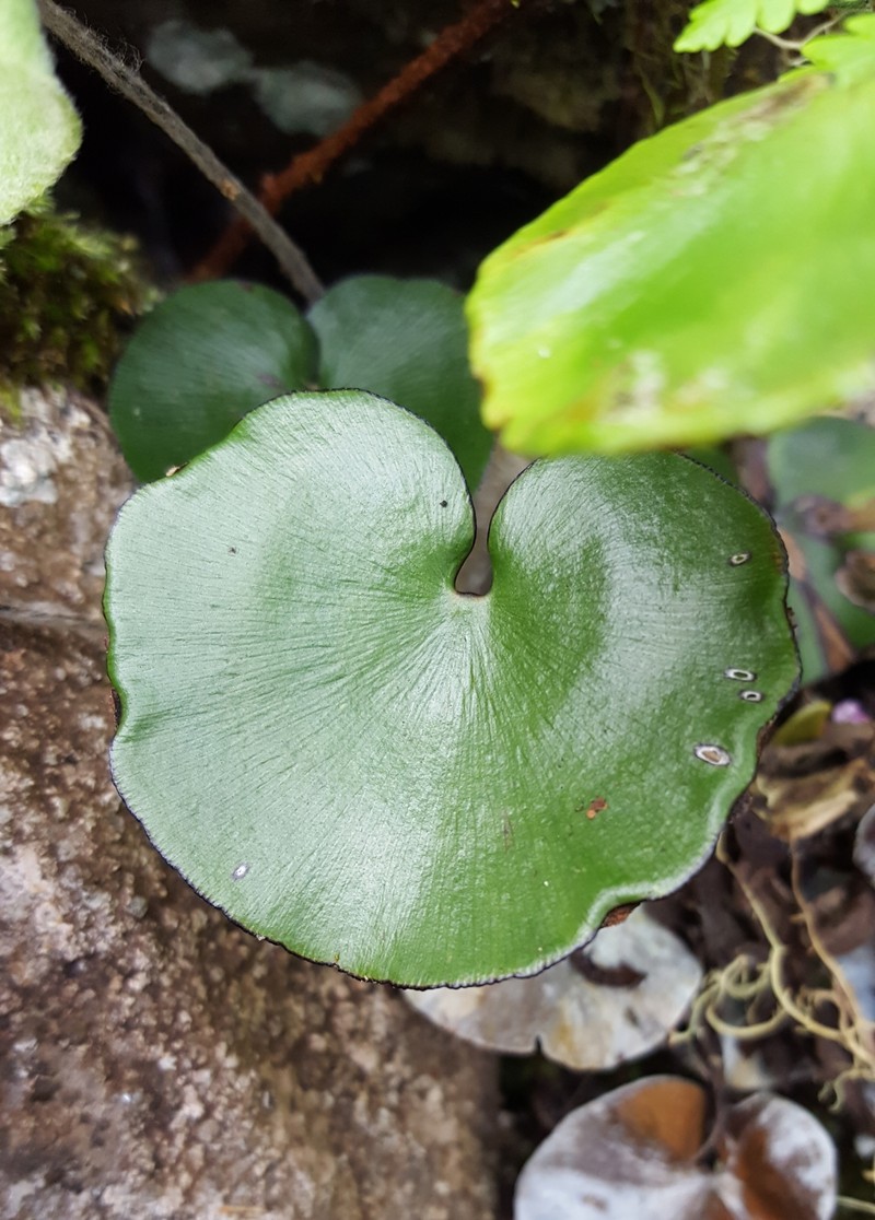 Adiantum reniforme var. asarifolium photo 2