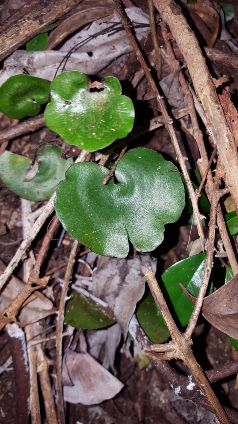 Adiantum reniforme var. asarifolium photo 3