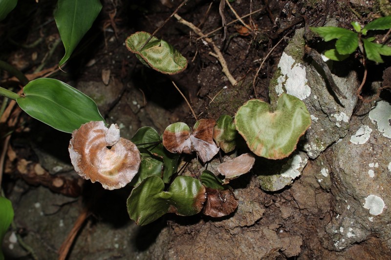 Adiantum reniforme var. asarifolium photo 4