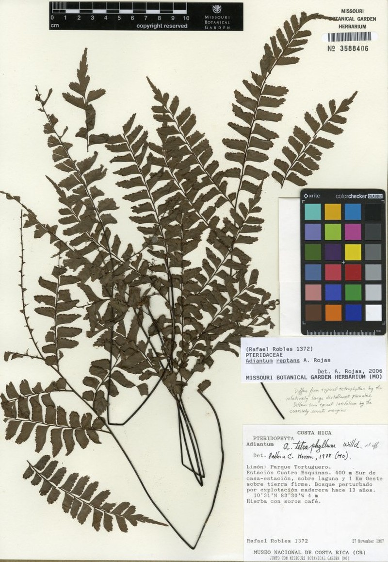 Adiantum reptans