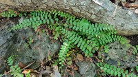 Adiantum rhizophorum