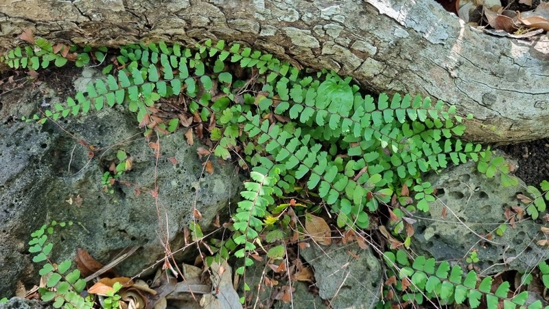 Adiantum rhizophorum