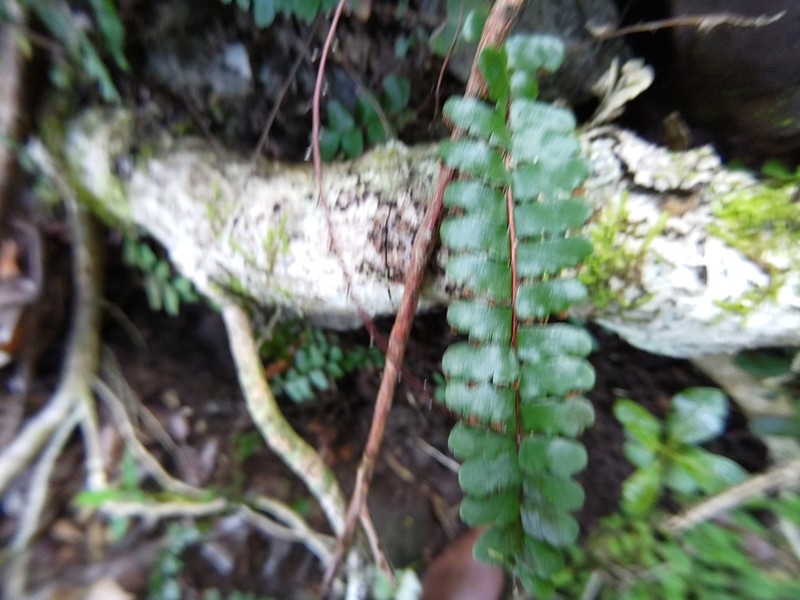 Adiantum rhizophorum photo 2