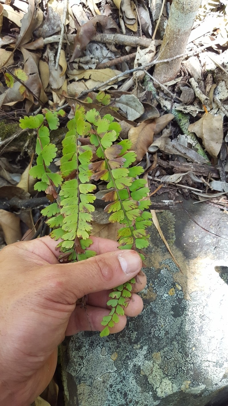 Adiantum rhizophorum photo 3