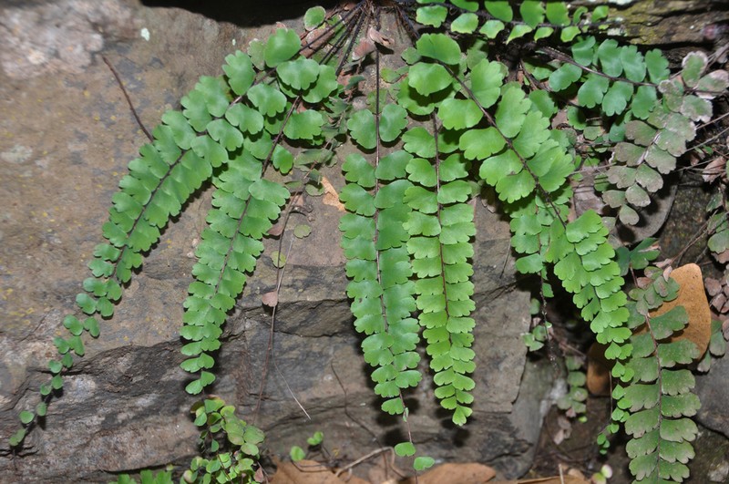 Adiantum rhizophorum photo 4