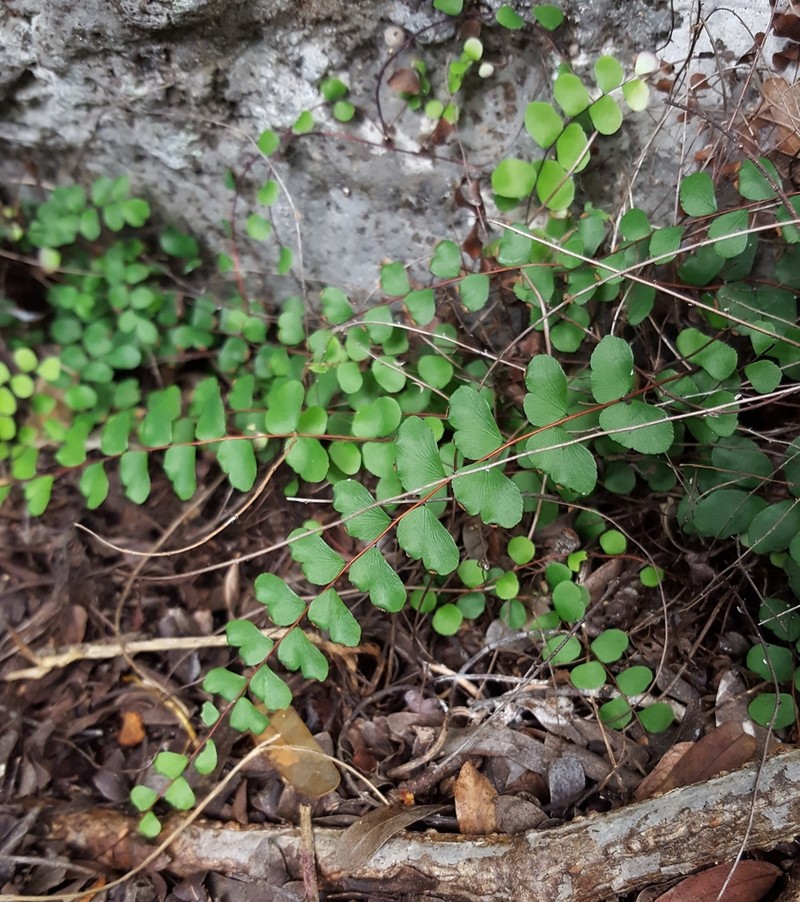 Adiantum rhizophorum photo 5