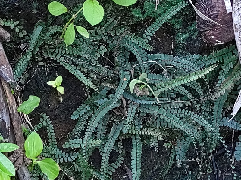 Adiantum rhizophorum photo 6
