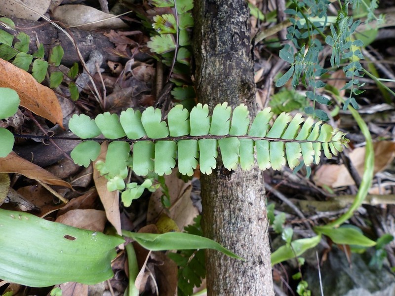 Adiantum rhizophorum photo 7