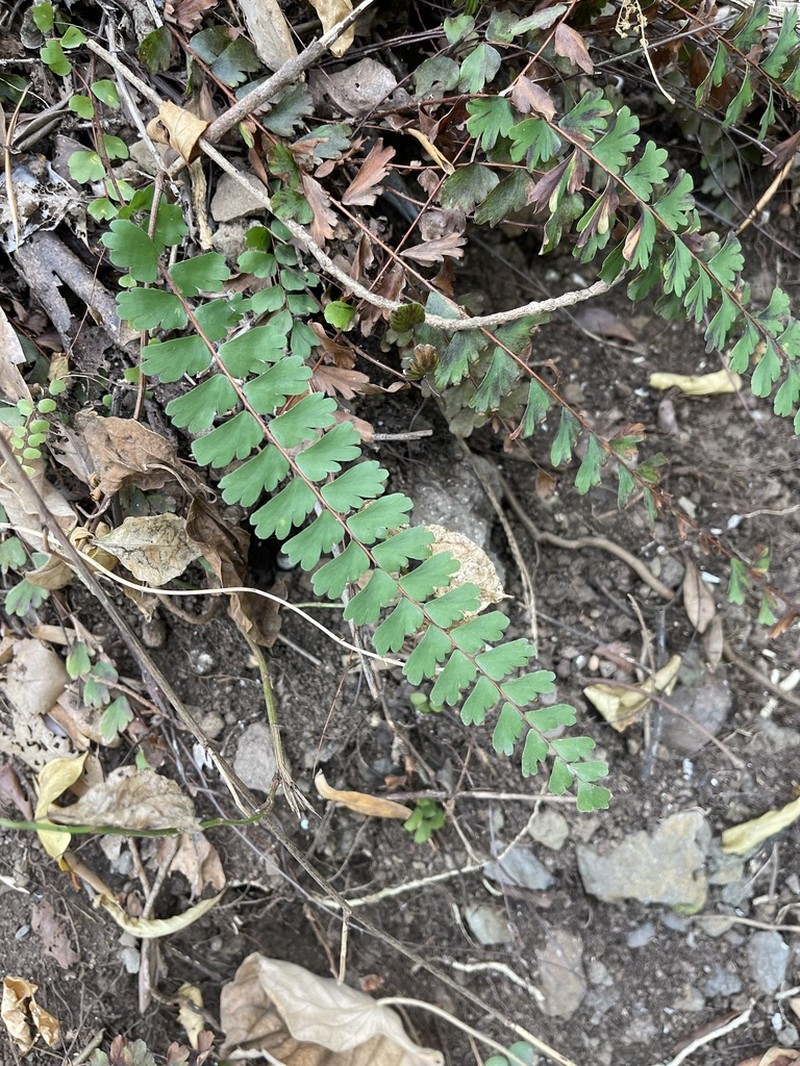 Adiantum rhizophorum photo 8