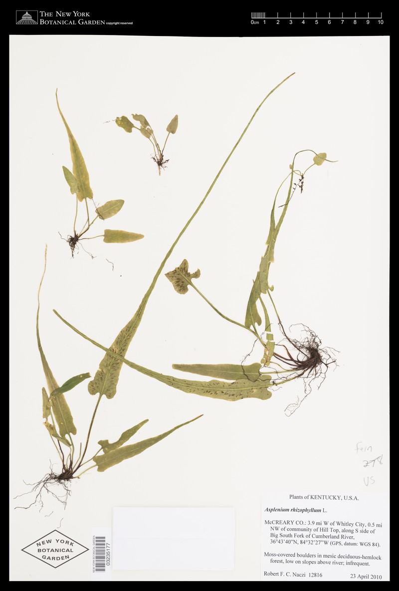 Adiantum rhizophytum