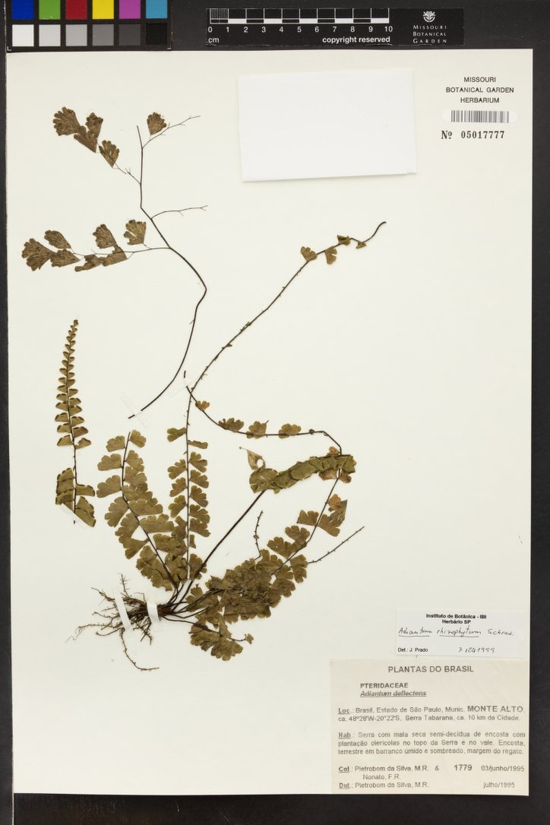 Adiantum rhizophytum photo 2