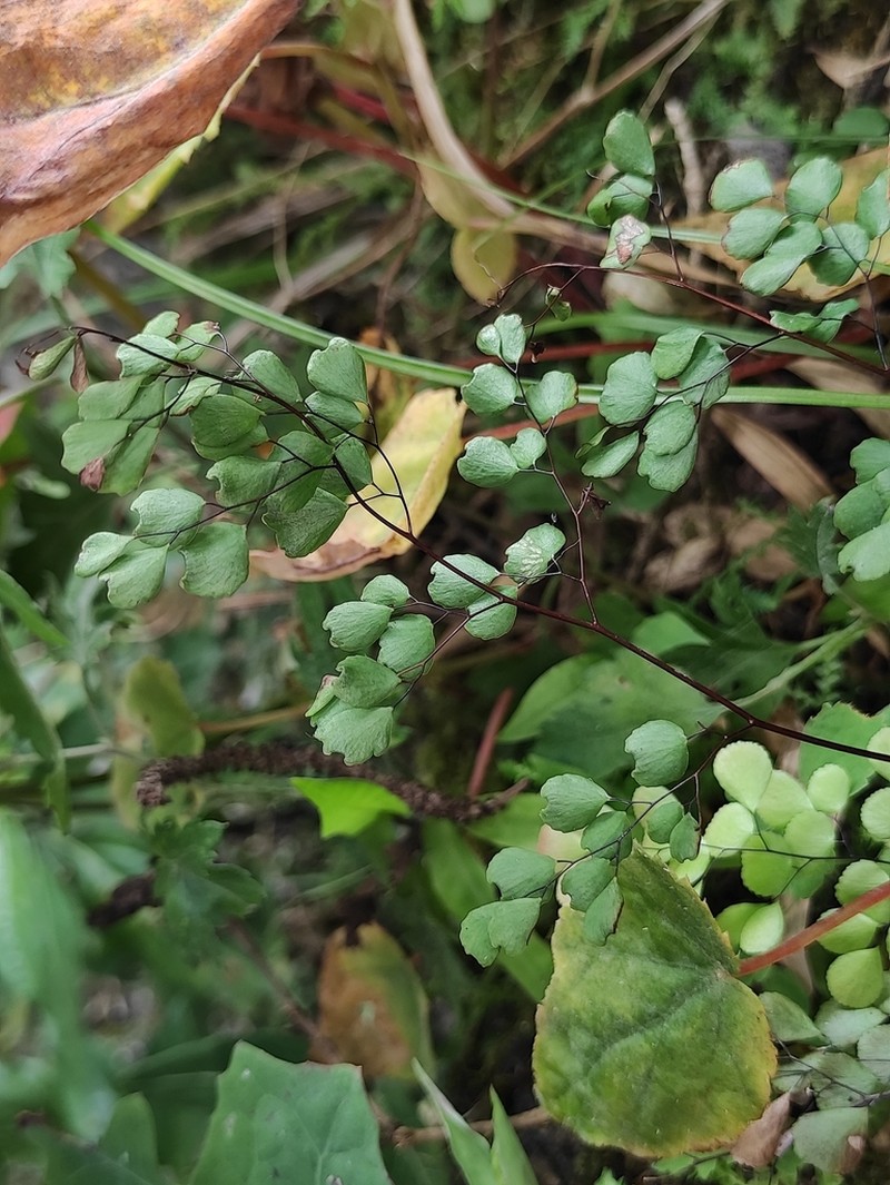 Adiantum roborowskii photo 4