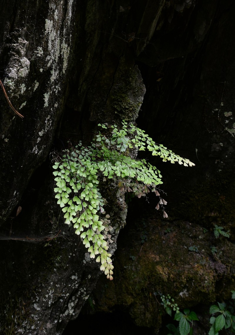 Adiantum roborowskii var. faberi