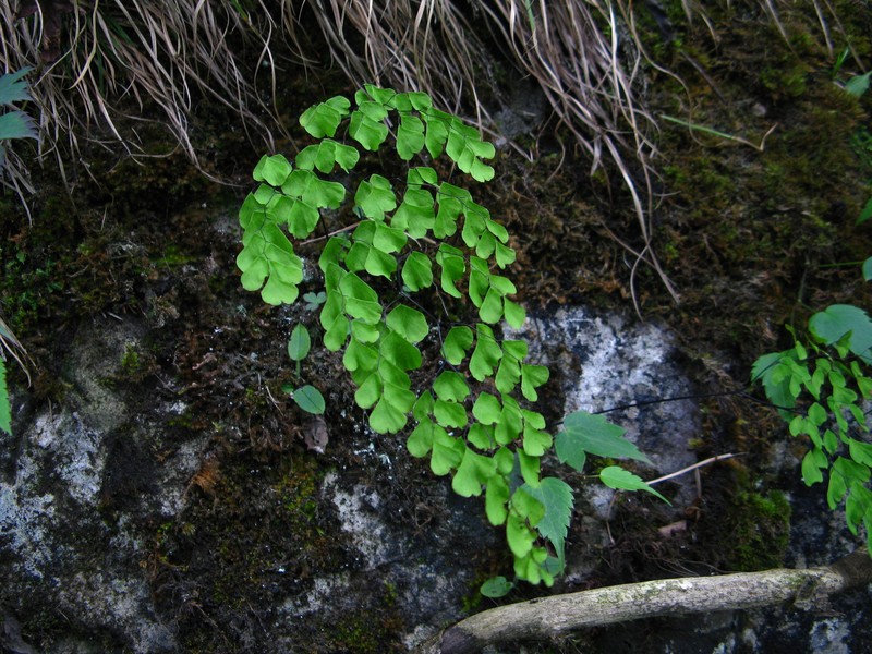 Adiantum roborowskii var. faberi photo 2