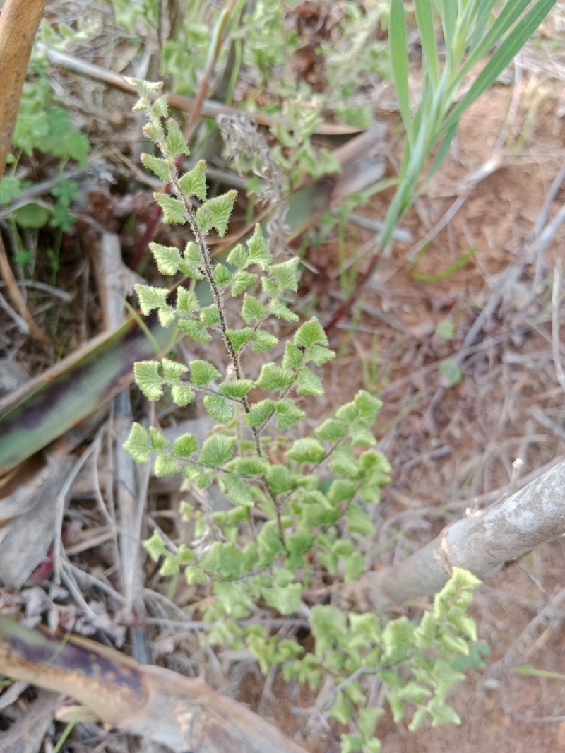 Adiantum rodriguezii