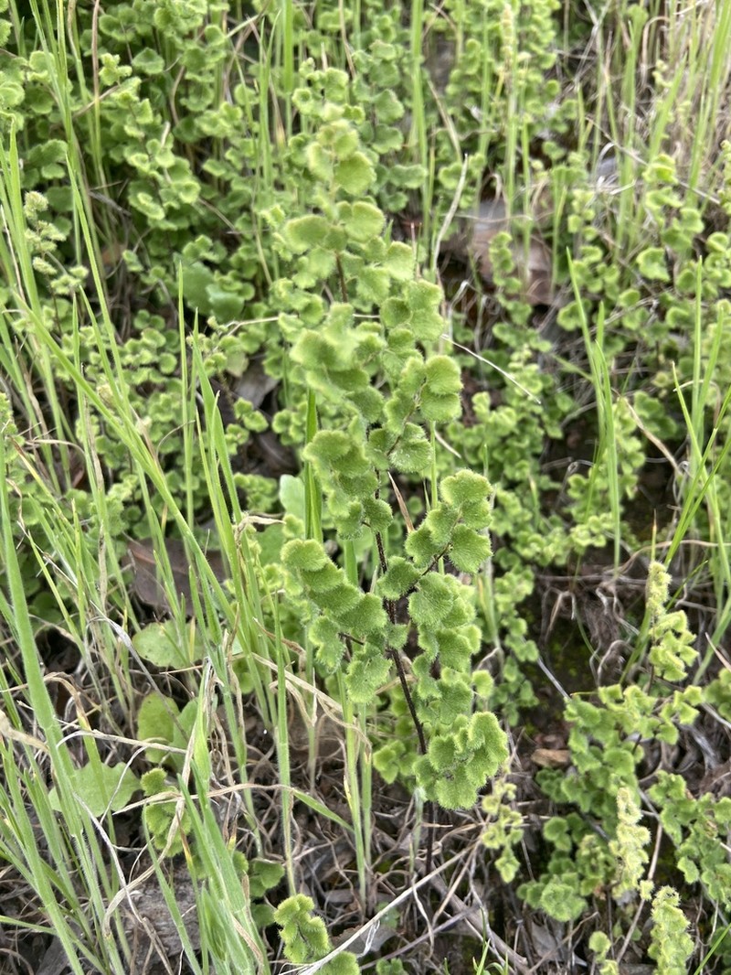 Adiantum rodriguezii photo 2
