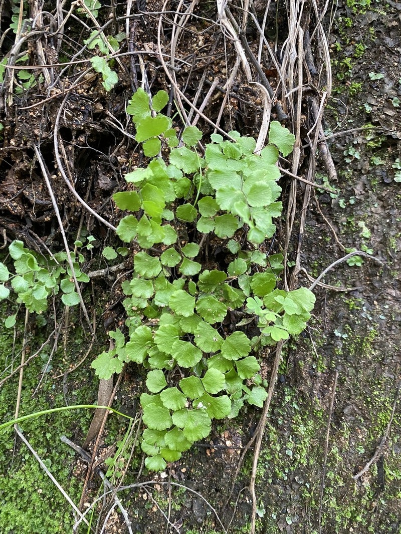 Adiantum rodriguezii photo 3