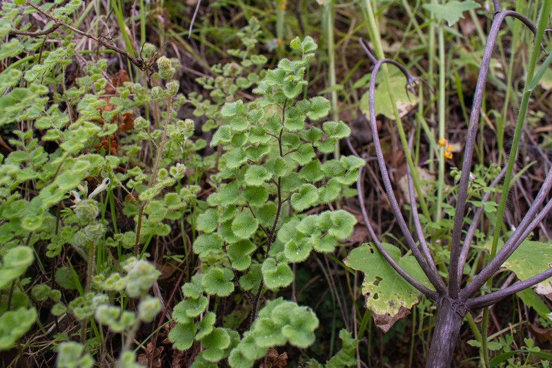 Adiantum rodriguezii photo 4