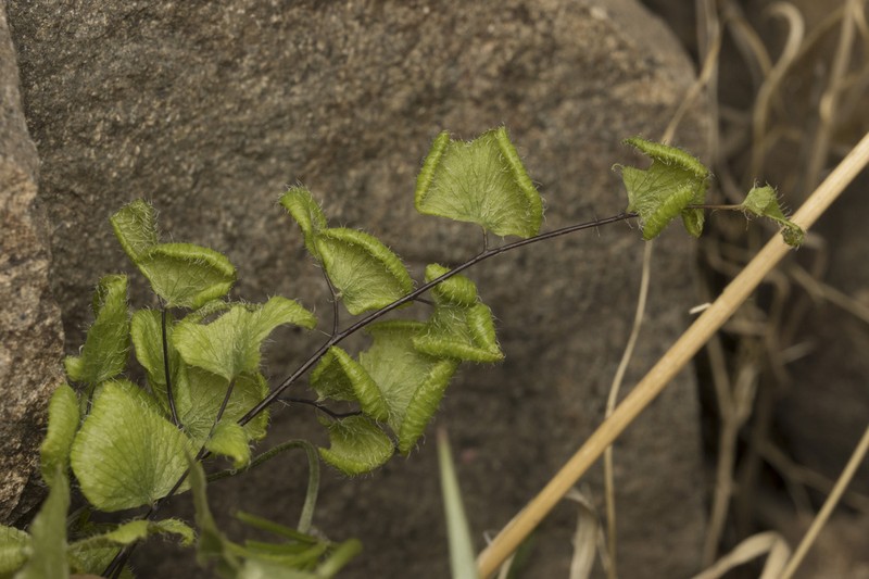 Adiantum rodriguezii photo 5
