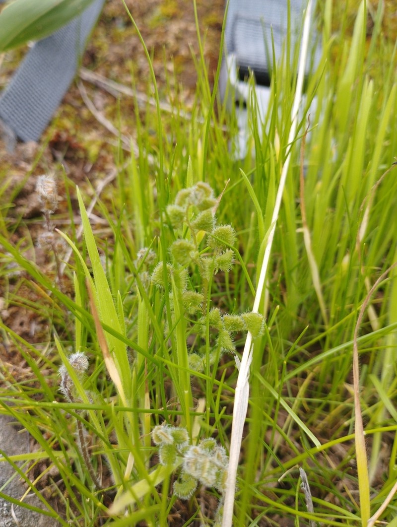 Adiantum rodriguezii photo 6