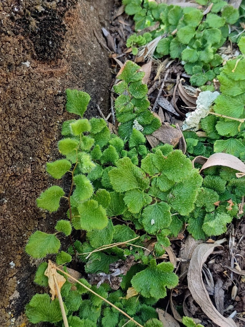Adiantum rodriguezii photo 7