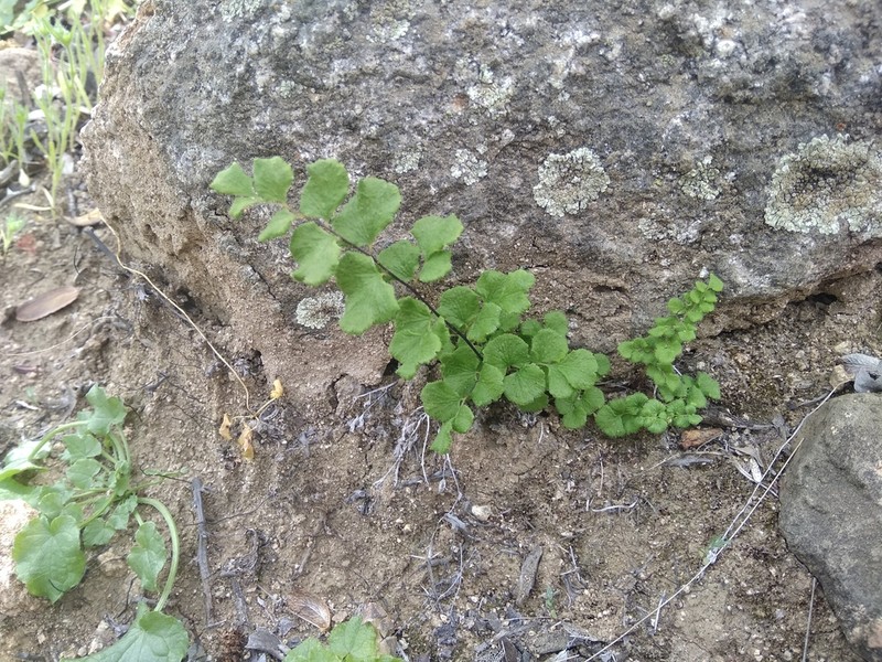 Adiantum rodriguezii photo 8