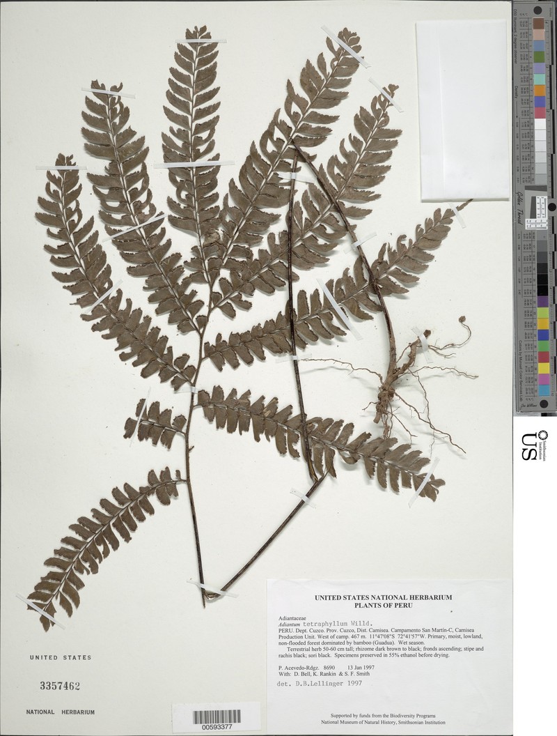 Adiantum rondonii