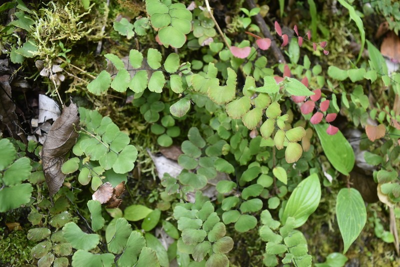 Adiantum ruizianum
