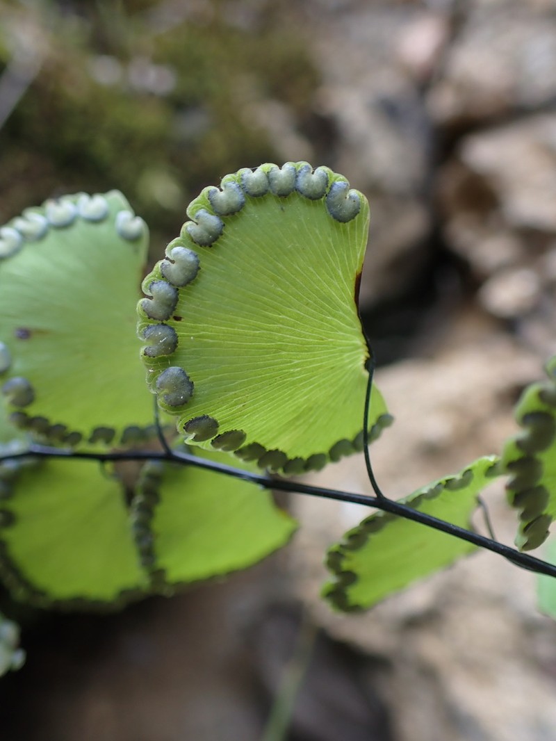 Adiantum ruizianum photo 2