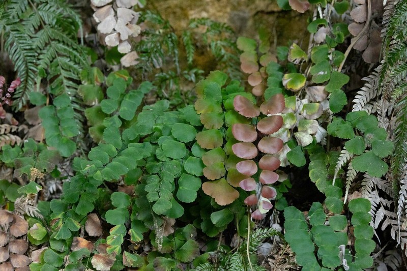 Adiantum ruizianum photo 3