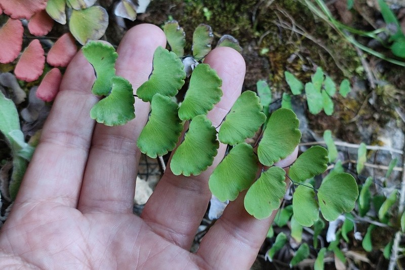 Adiantum ruizianum photo 4