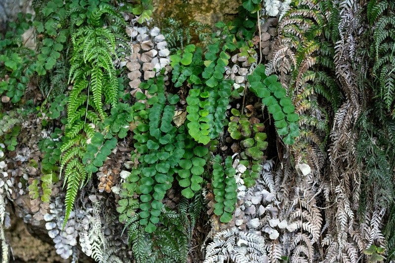 Adiantum ruizianum photo 5
