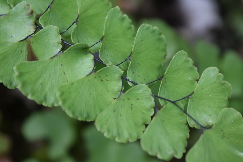 Adiantum ruizianum photo 6