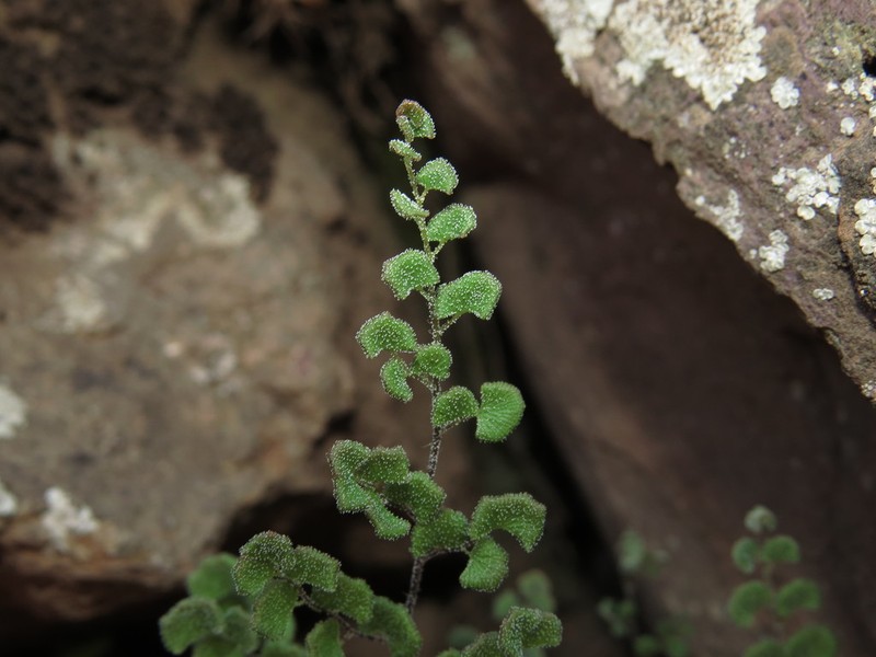 Adiantum scabrum