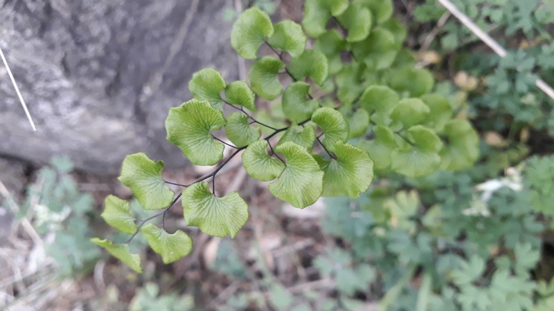 Adiantum scabrum photo 2
