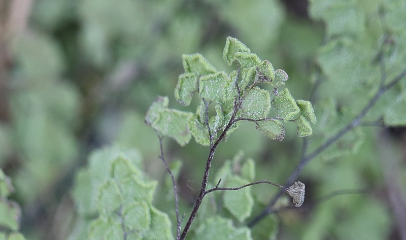 Adiantum scabrum photo 3