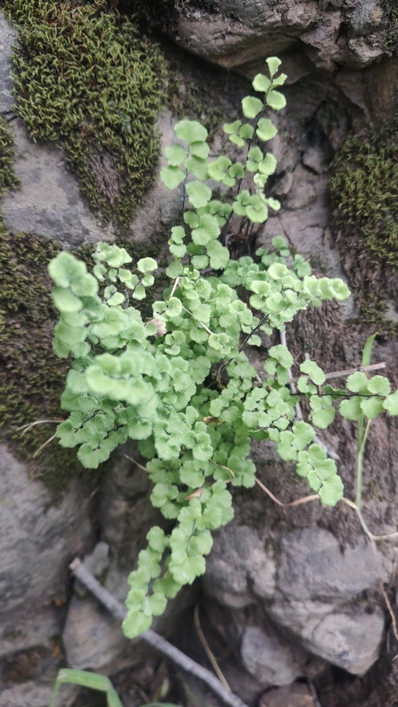 Adiantum scabrum photo 4